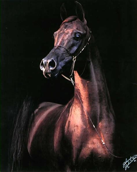 Gorgeous Arabian Horse Arabian Horse Show - Western Competition Egyptian Stallion Breeding ...