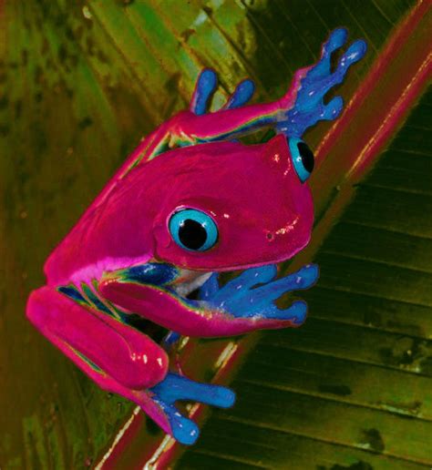 blue red eyed tree frogs - Google Search | Tree frogs, Red eyed tree ...