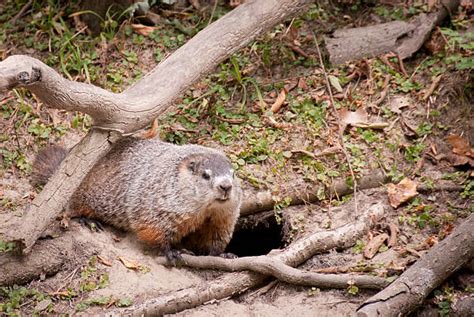 Top 60 Groundhog Burrow Stock Photos, Pictures, and Images - iStock