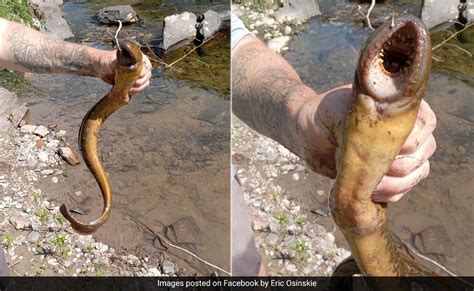 US Fisherman Finds "Alien" Sea Creature With the "Weirdest" Mouth Ever