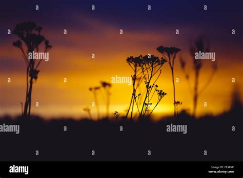 field at summer sunset Stock Photo - Alamy