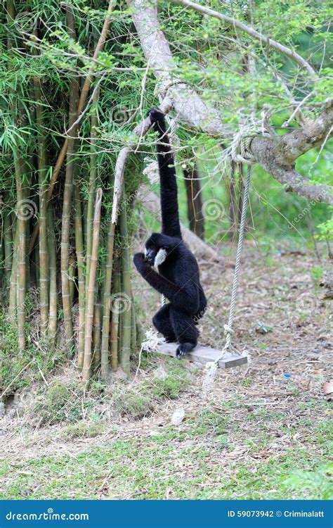 Black Gibbon Sitting on Swing Stock Photo - Image of mammal, nature: 59073942