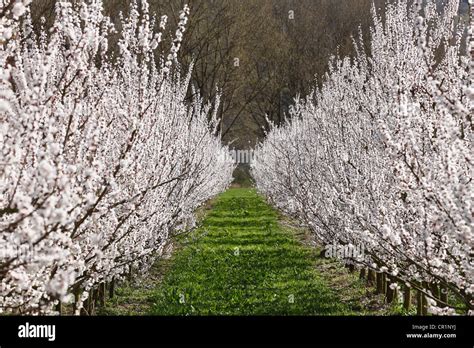 Apricot trees in blossom, flowering apricot trees (Prunus armeniaca ...