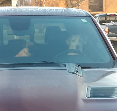 Dog driving car Blank Template - Imgflip