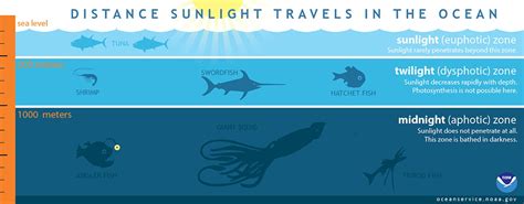 Aquatic Creatures Living In the Darkness of Our Oceans | Ocean Cleanup