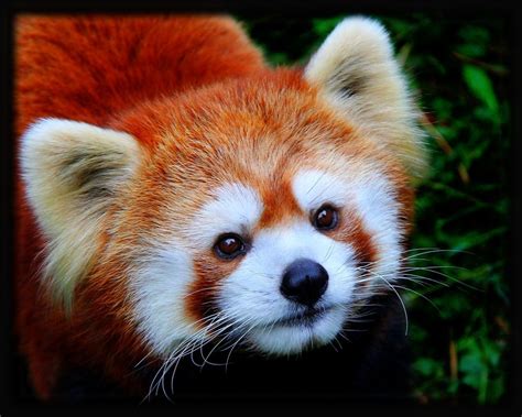 Red Panda Pets United | Pets Animals US