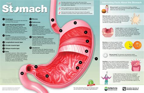 Stomach Infographic | Gastrointestinal Society