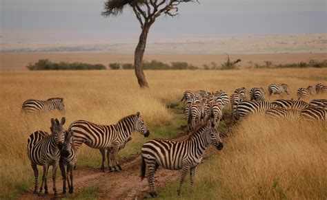 Kenya Wildlife Safari to Masai-Mara National Park