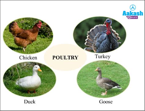 Poultry Farming Project, Disease management & Breeds | AESL