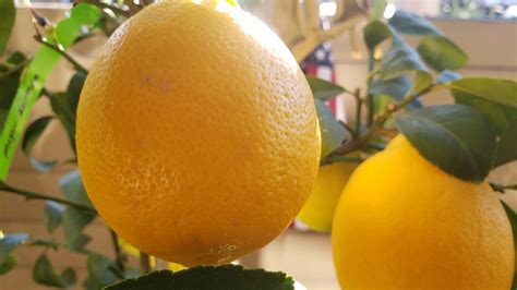 10 Facts About Meyer Lemons | Daily Harvest Express