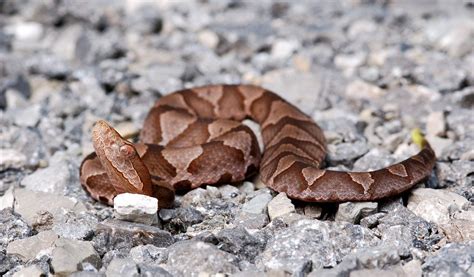 Copperhead Snakes - Facts, Venom & Habitat Information