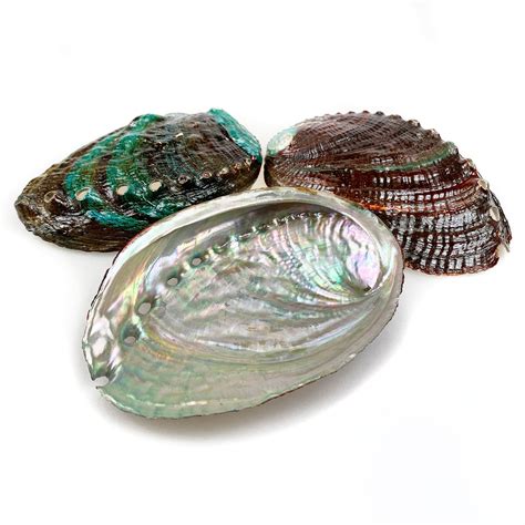 Abalone shells - Simply Shells