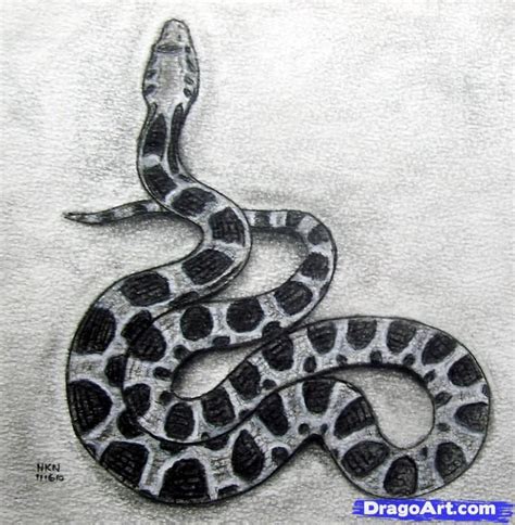 Drawing Realistic Snake - Snake Drawing