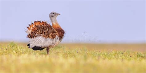 Great Bustard Display in Grassland Stock Image - Image of looking, green: 244781665