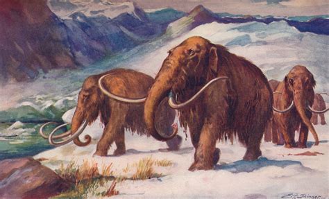 How the woolly mammoth extinction took place on remote Arctic island