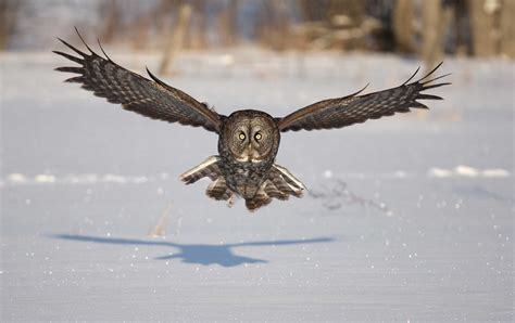 Flying Animal: The Great Grey Owl