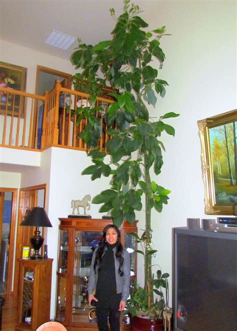 Learn To Grow: Giant indoor plants! Avocado tree and Bird of Paradise!