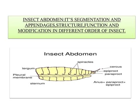 INSECT ABDOMEN:IT’S SEGMENTATION AND APPENDAGES,STRUCTURE,FUNCTION AND MODIFICATION IN DIFFERENT ...