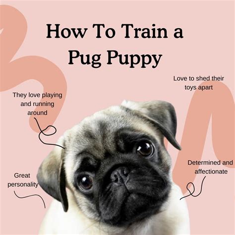 How to Train a Pug Puppy | Complete Training Guide