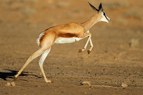 Gazelle Running Stock Photos, Pictures & Royalty-Free Images - iStock