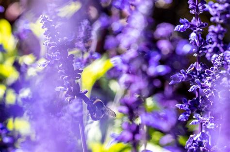 Bumblebee Lavender Pollination - Free photo on Pixabay - Pixabay