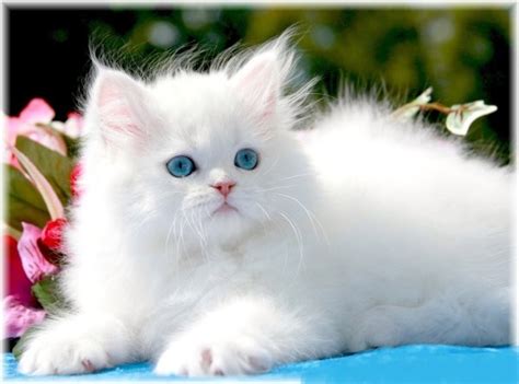 White Persian Kittens | White Persian Cats | Pure White CatsDesigner Persian Kittens For Sale ...