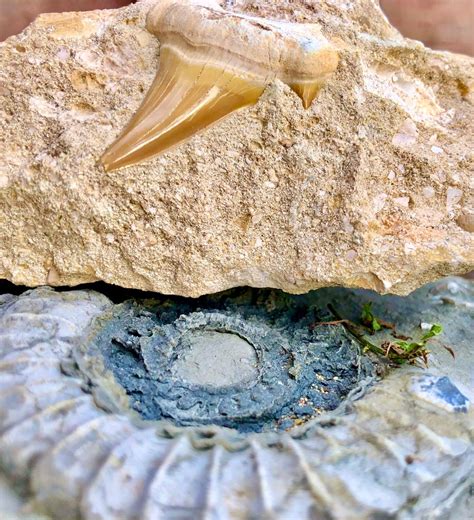 Fossil Sharks Tooth Ancient Fossil Rare Fossils Display - Etsy