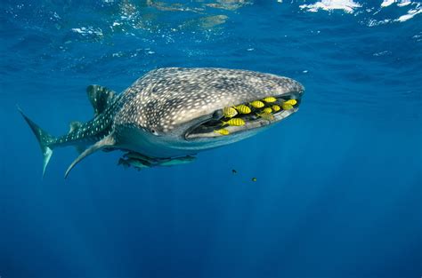 WhaleShark