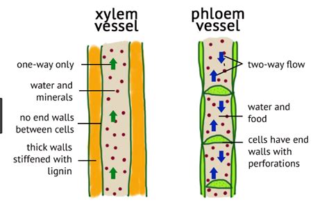 Understanding Phloem Vs. Xylem Cells: 14 Primary Differences Plus Similarities - Viva ...