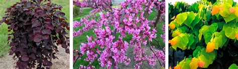 Redbud Tree Care | The Best Practices - PlantingTree