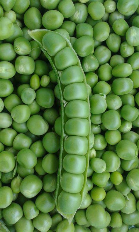 Pisum sativum (Austrian Winter Pea, Austrian Winter Peas, English Pea, English Peas, Field Pea ...