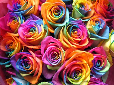 Rainbow Roses Wallpapers - Top Free Rainbow Roses Backgrounds ...