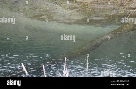 Sea trout habitat Stock Videos & Footage - HD and 4K Video Clips - Alamy