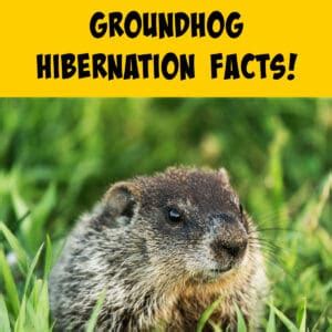 Groundhog Hibernation: The Ultimate Guide! - Squirrels at the Feeder