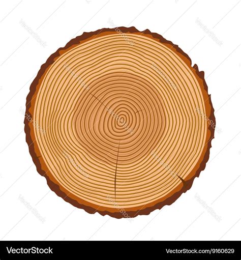 Tree trunk rings texture isolated Royalty Free Vector Image