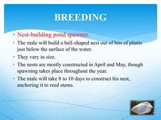 Giant gourami breeding | PPT