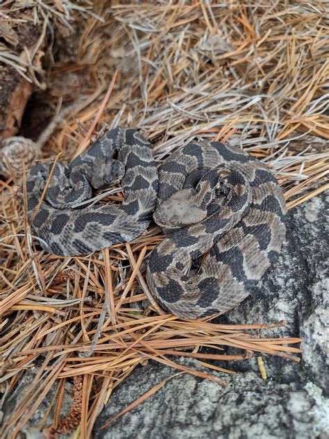 Baby Timber rattlesnakes. wild : r/VenomousKeepers