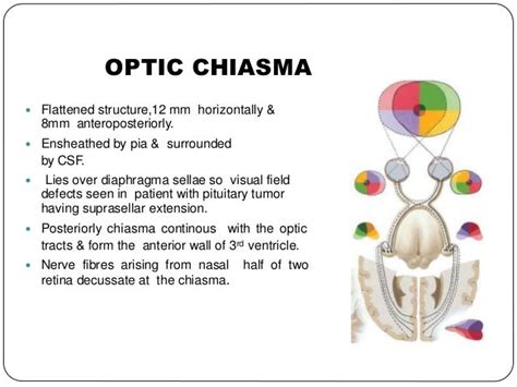 anatomy of visual pathway