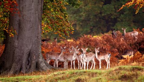 30 Awesome Animals Out And About This Autumn - 500px