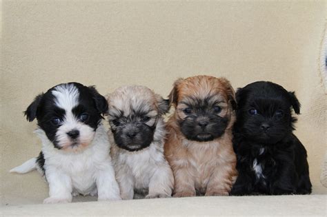 Goegeous Maltese/Shih tzu puppies F1 | Ashford, Kent | Pets4Homes