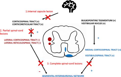 Supraspinal control. Corticospinal tract, corticoreticular tract,... | Download Scientific Diagram