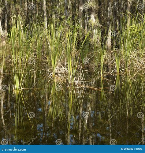 Wetland In Florida Everglades. Stock Photography - Image: 2042382