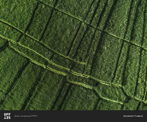 Aerial view of rice fields stock photo - OFFSET