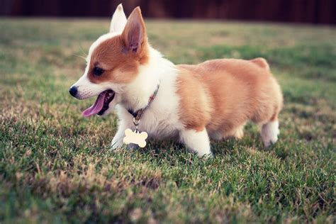 Cute Corgi Computer Wallpapers - Wallpaper Cave