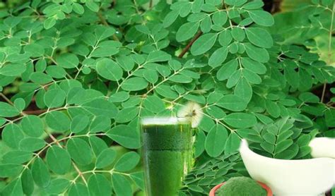 Pengusaha & Pembekal Anak Pokok Daun Kelor (Moringa oleifera) | Anak Benih Pokok, Pohon Daun ...