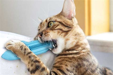 HIRALIY Interactive Toothbrush Toy With Catnip For Cats | Meowpassion