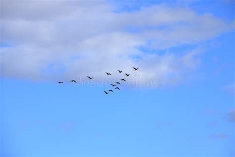 Flock of Birds Flying in V-formation Stock Image - Image of hunting, background: 156740567