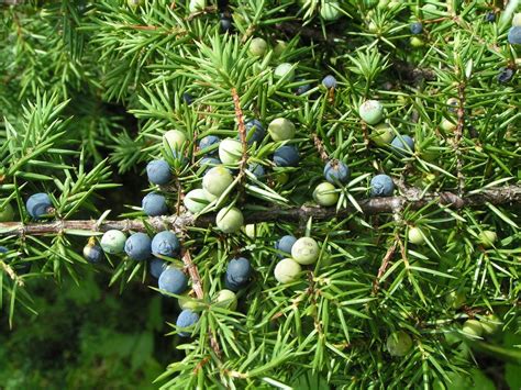 Types Of Juniper Shrubs - What Are The Best Junipers For Zone 7