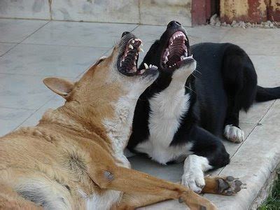 Funny Animal Photos: The Singing Dogs Duo