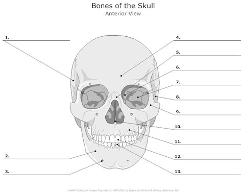 4 Best Images of Diagram Of The Skull Printable - Skull Bones Unlabeled, Blank Human Skeleton ...